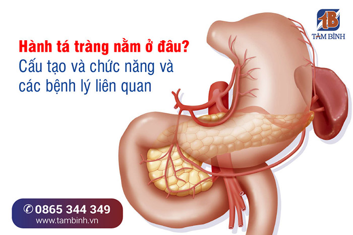 Hành Tá Tràng Nằm Ở Đâu?