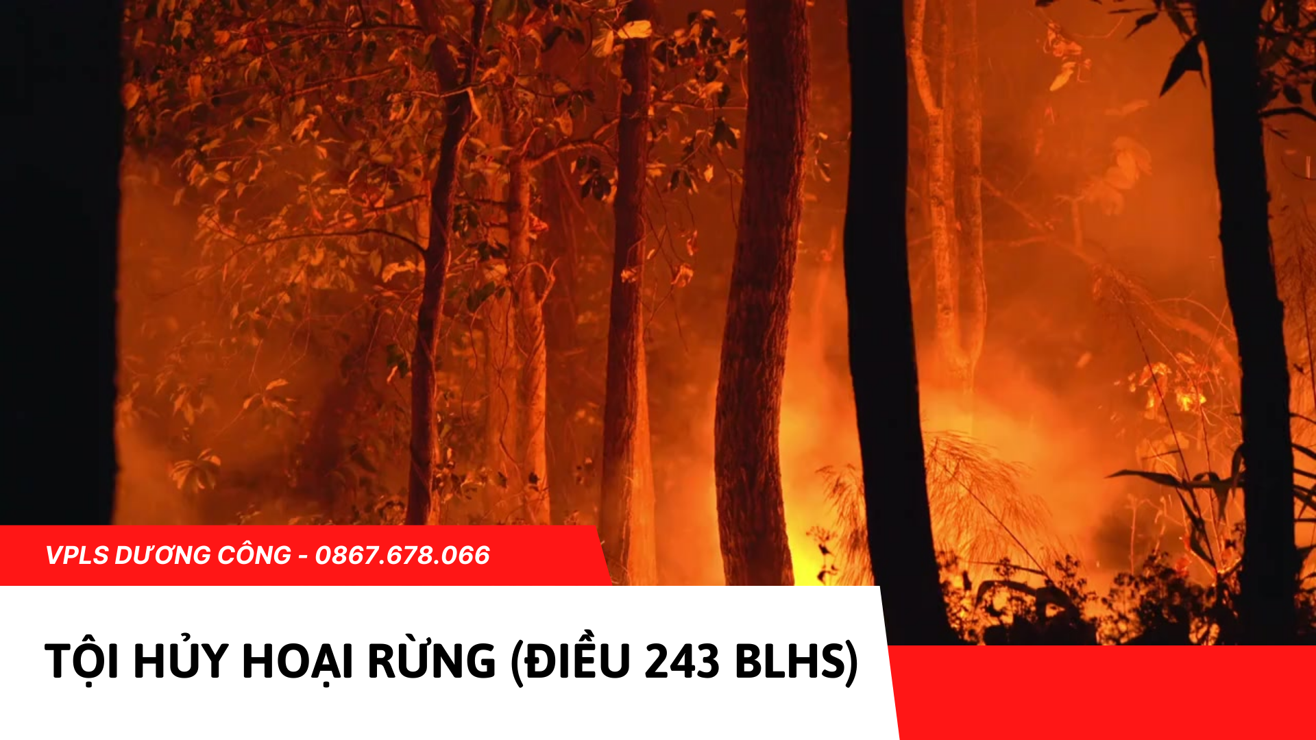 Tội Huỷ Hoại Rừng Gallery 2
