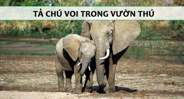 Tả con voi trong sở thú lớp 4 ngắn nhất Gallery 2