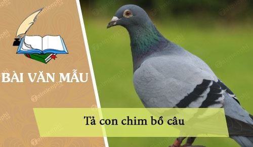 Tả con chim bồ câu Gallery 2