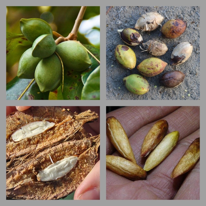 Hạt Bàng Có Tác Dụng Gì?
