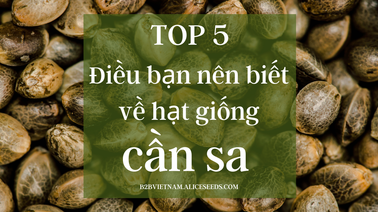 Hạt cần sa đực