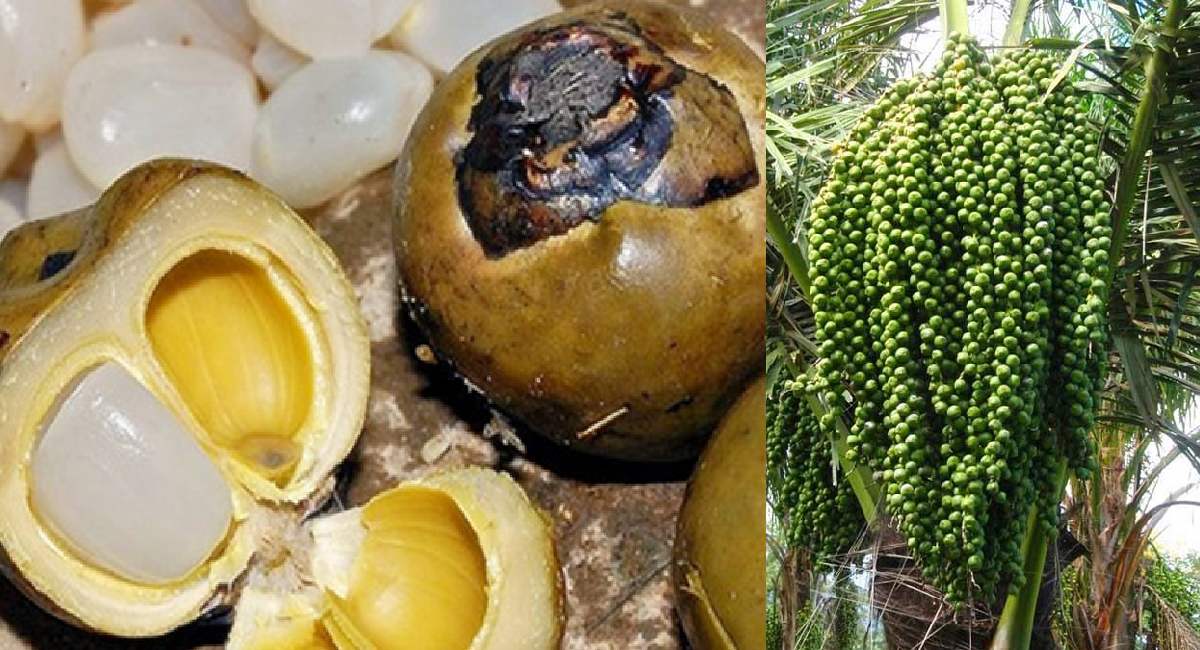 Hạt Đác Nha Trang - Đặc Sản Dưỡng Sinh Từ Biển