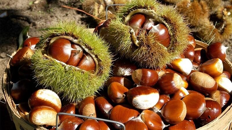 Hạt dẻ tươi làm gì ngon?