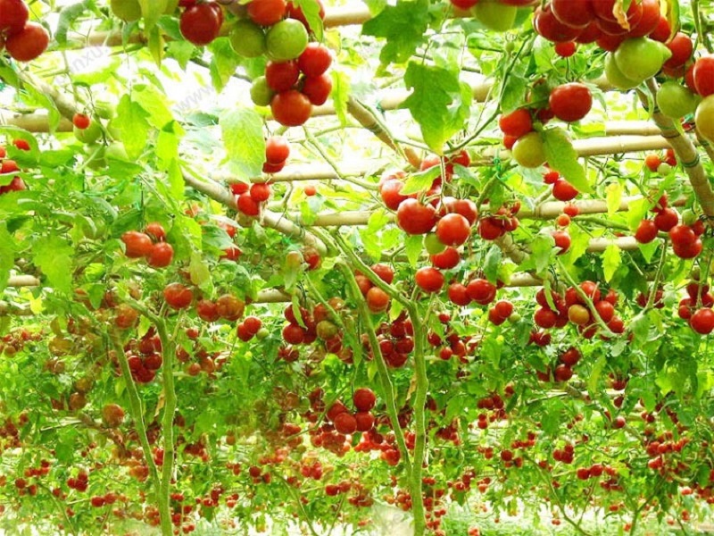 Hạt giống cà chua leo giàn