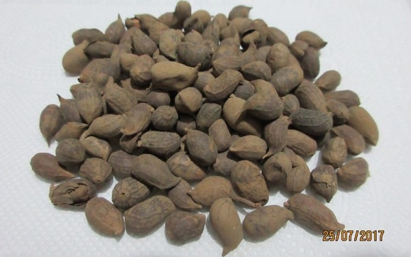 Hạt giống cỏ lạc