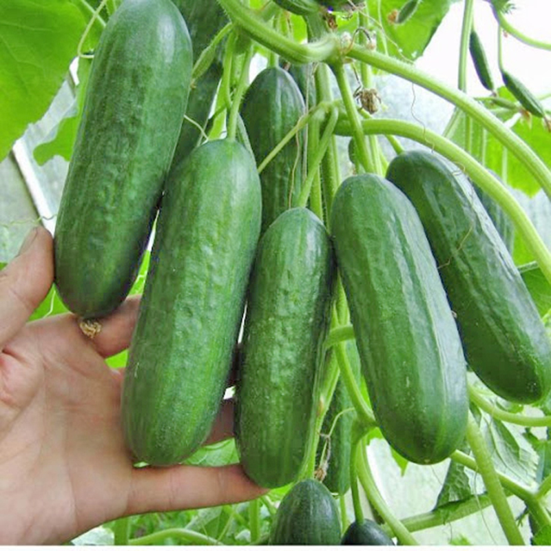 Hạt giống dưa chuột chùm siêu trái