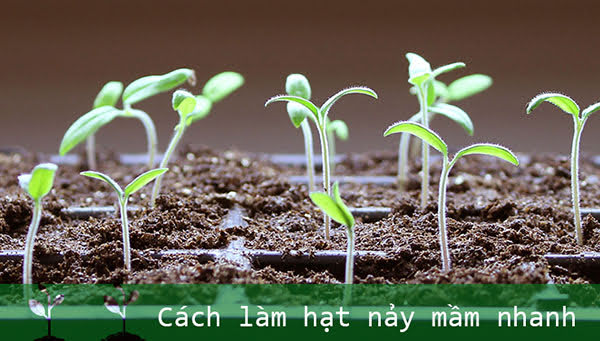 Hạt giống nào nảy mầm nhanh nhất?