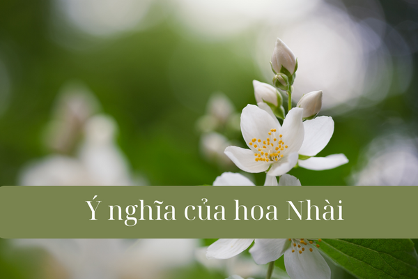 Hạt Nhài Là Gì?