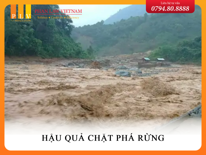Nạn Chặt Phá Rừng: Nguyên Nhân, Hậu Quả và Giải Pháp Gallery 2