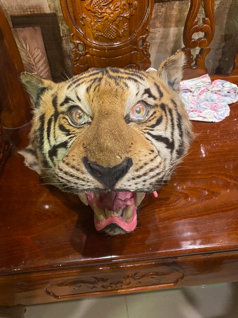 Nạn Con Vật Sống Trong Rừng Gallery 2