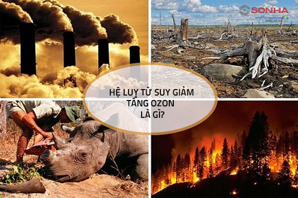 Hậu quả của suy giảm tầng ozon
