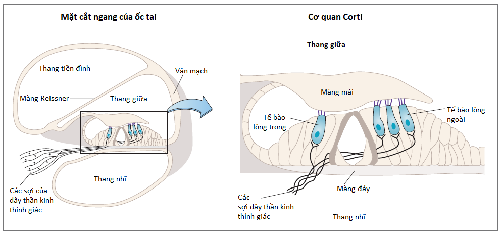 Tai tiếng là gì? Gallery 2