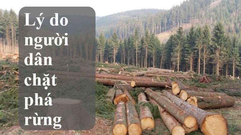 Vì sao phải bảo vệ và phát triển rừng đầu nguồn để hạn chế ô nhiễm nước các dòng sông ở Đông Nam Bộ? Gallery 2