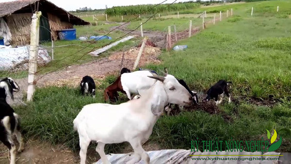 Thả dê là gì? Gallery 2