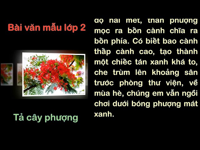 Tả cây phượng theo bốn mùa Gallery 2
