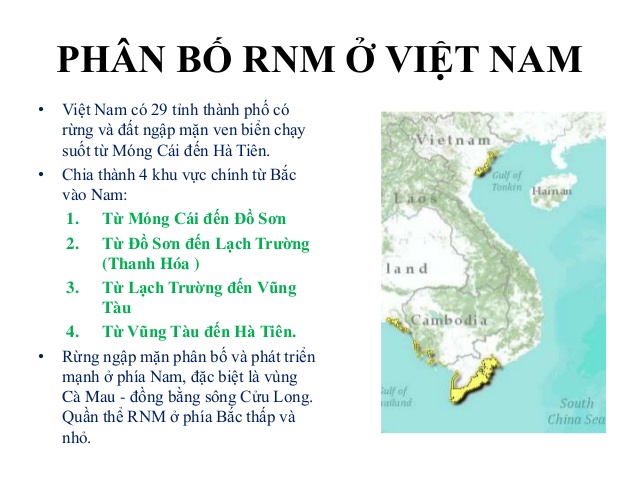 Hệ sinh thái rừng ngập mặn phân bố ở đâu?