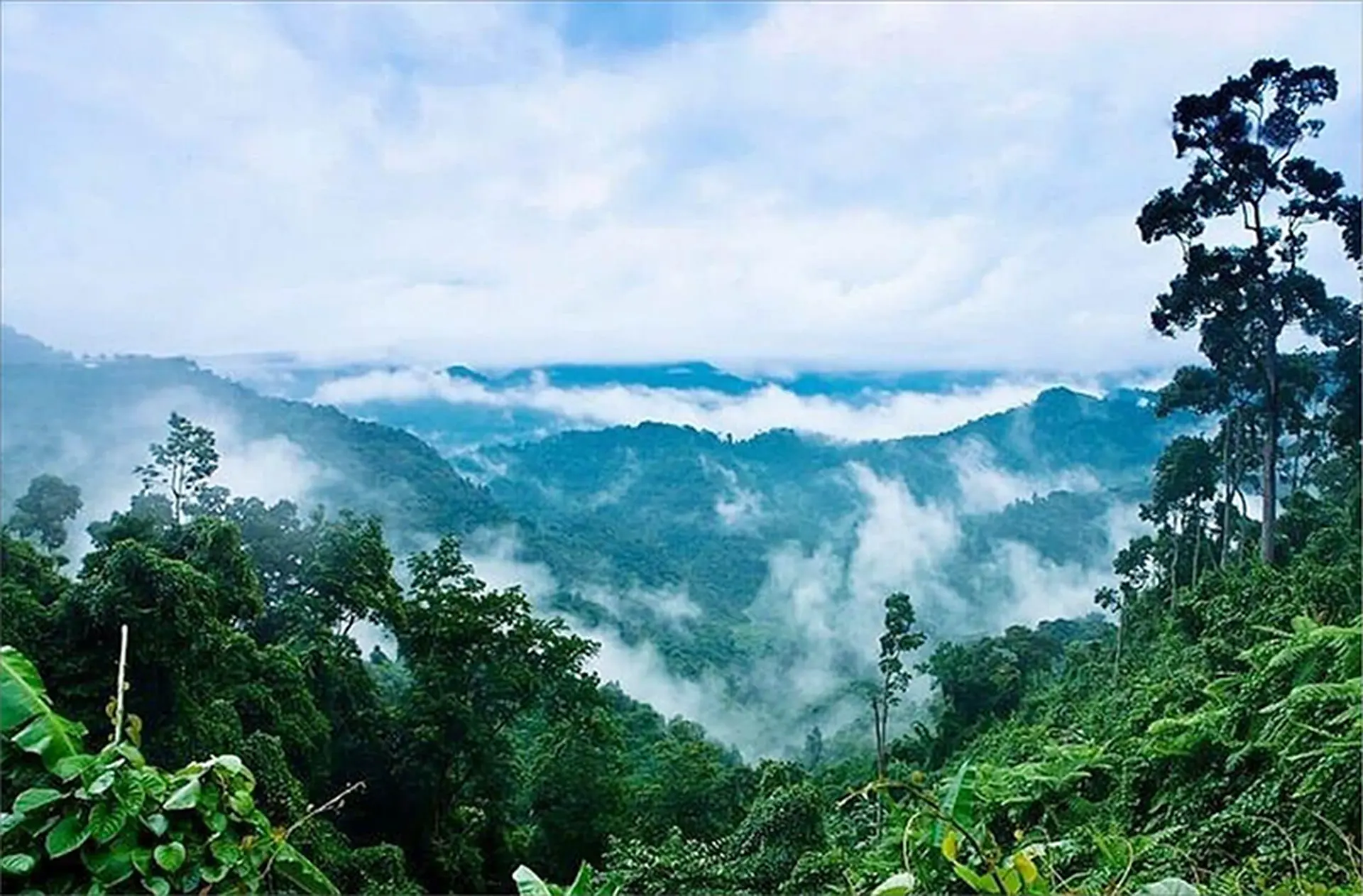 Hệ sinh thái rừng nguyên sinh đặc trưng cho khí hậu nóng ẩm nước ta