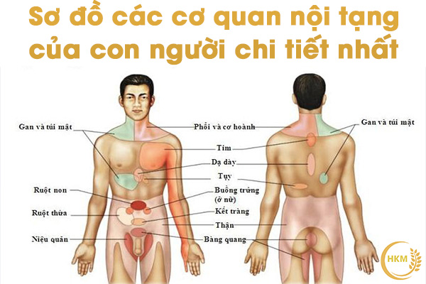 Sơ Đồ Bộ Phận Con Người Gallery 1