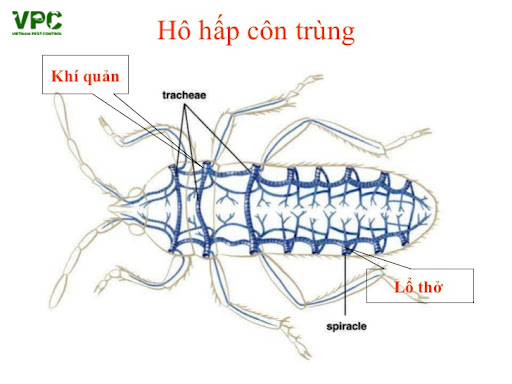 Hơi thở của côn trùng là gì? Gallery 1