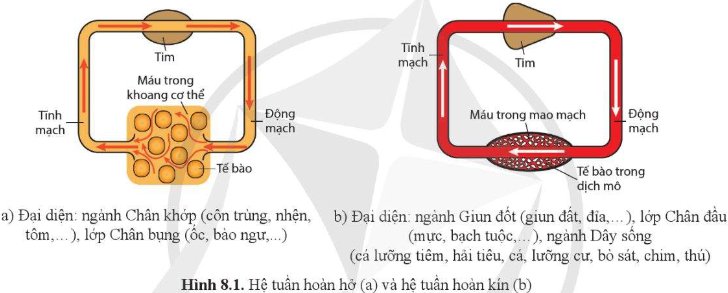 Hệ Tuần Hoàn Hở Gallery 2