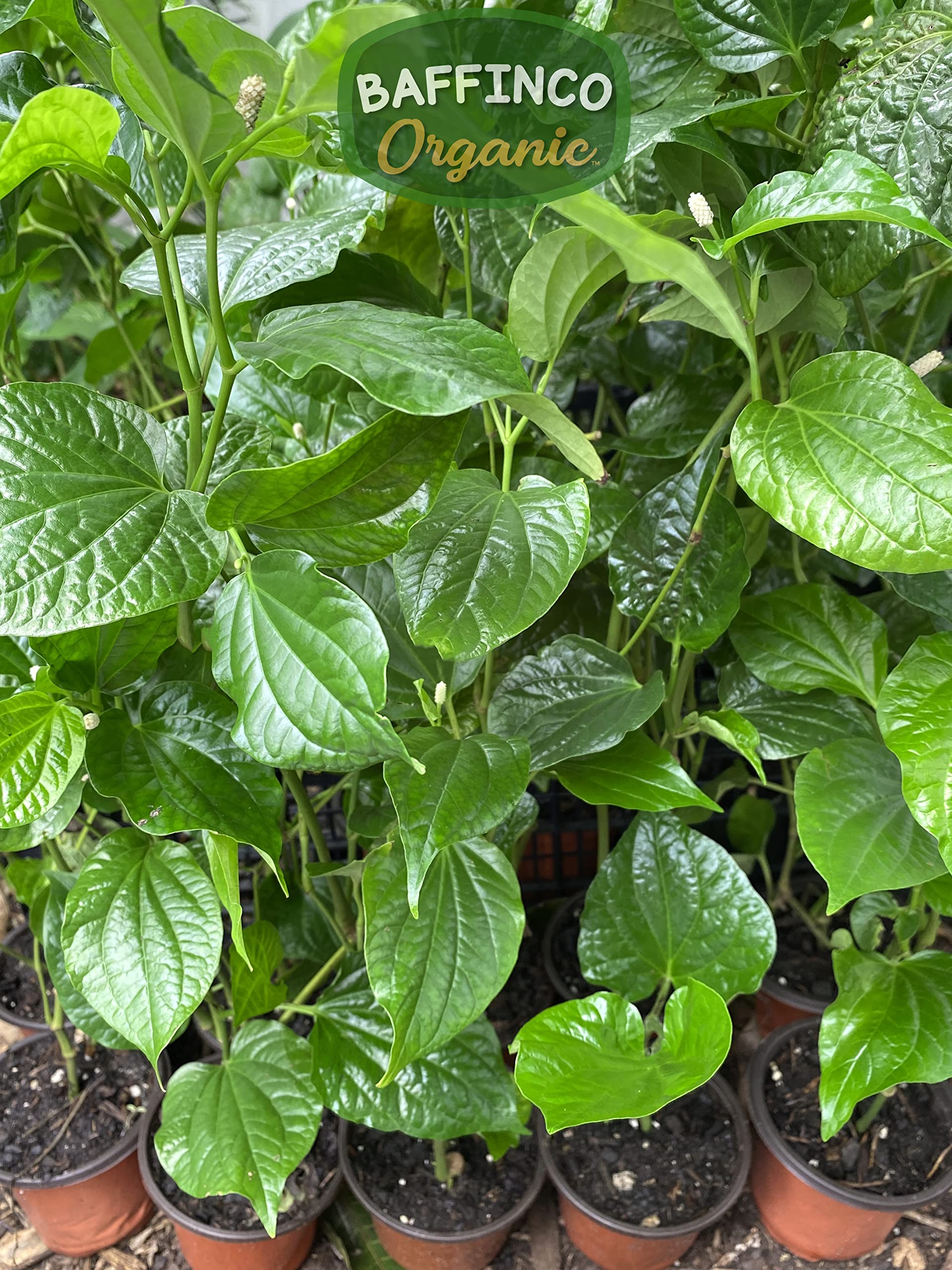 Vietnamese Piper Lobelia (Lá Lốt) Gallery 2