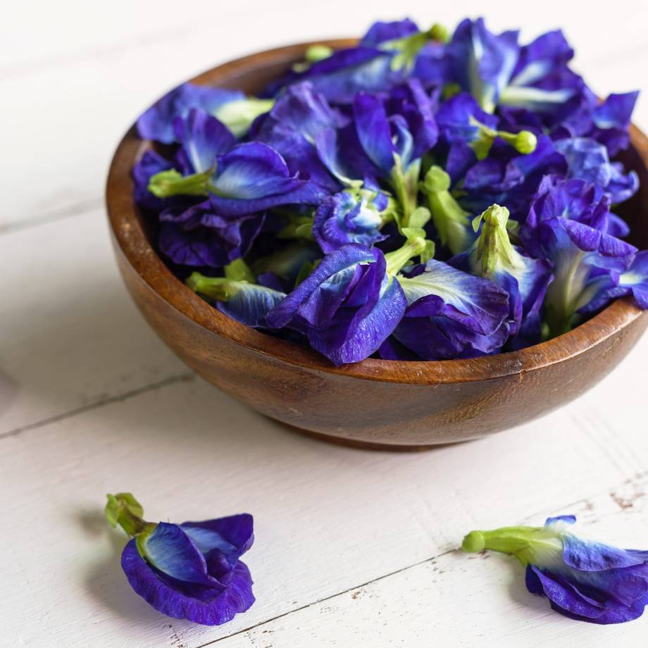 Butterfly Pea Flower Gallery 2