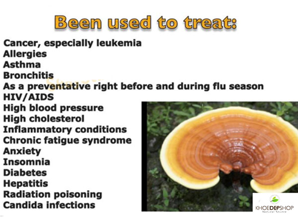 Reishi Mushroom: Benefits, Uses, and Side Effects Gallery 2