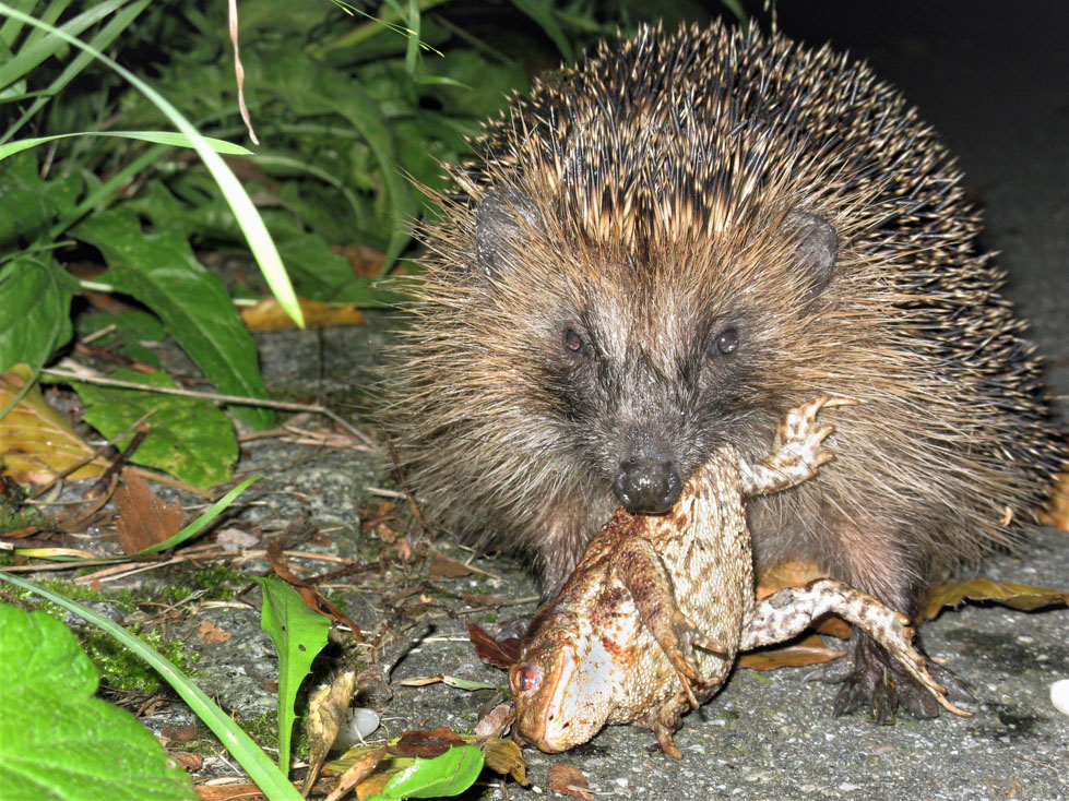 Hedgehogs: A Comprehensive Guide Gallery 2