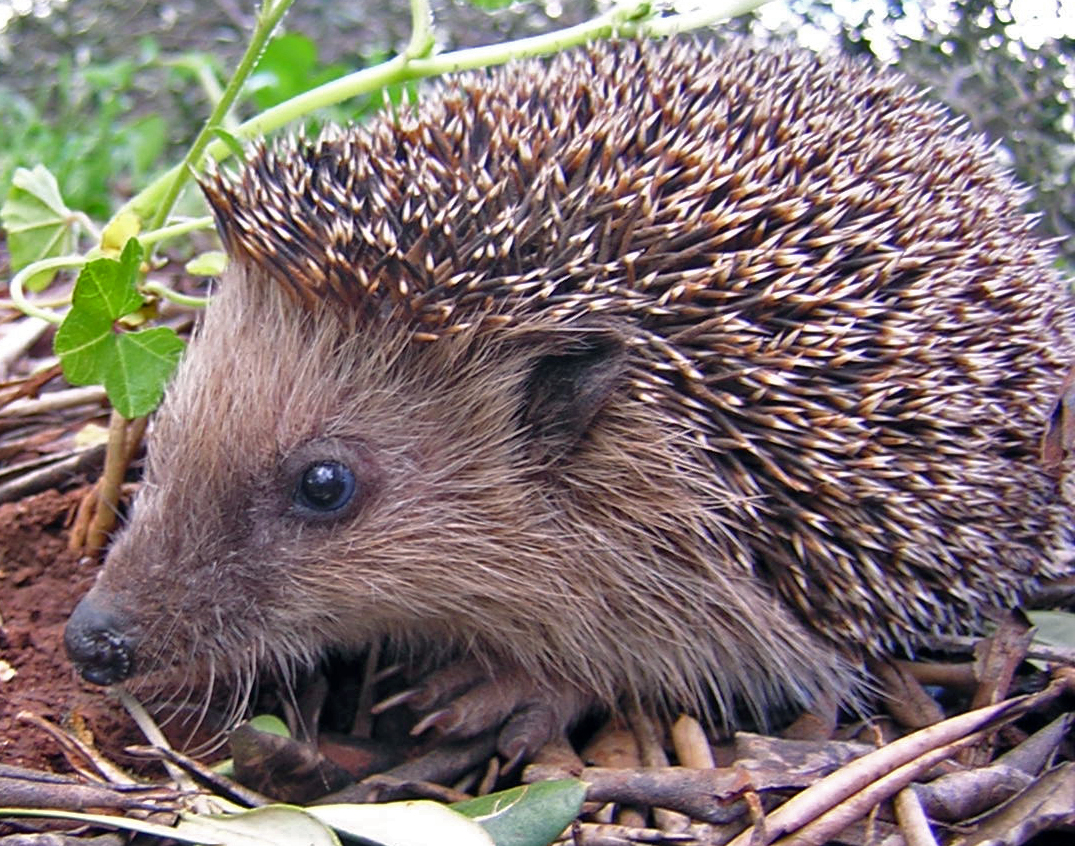 Hedgehogs: A Comprehensive Guide Gallery 1