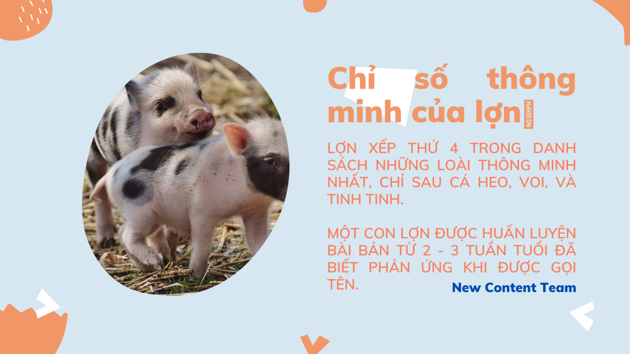 Heo Thông Minh Hơn Chó?
