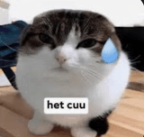 Hết Cứu