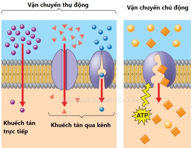 Hiện tượng khuếch tán xảy ra như thế nào?