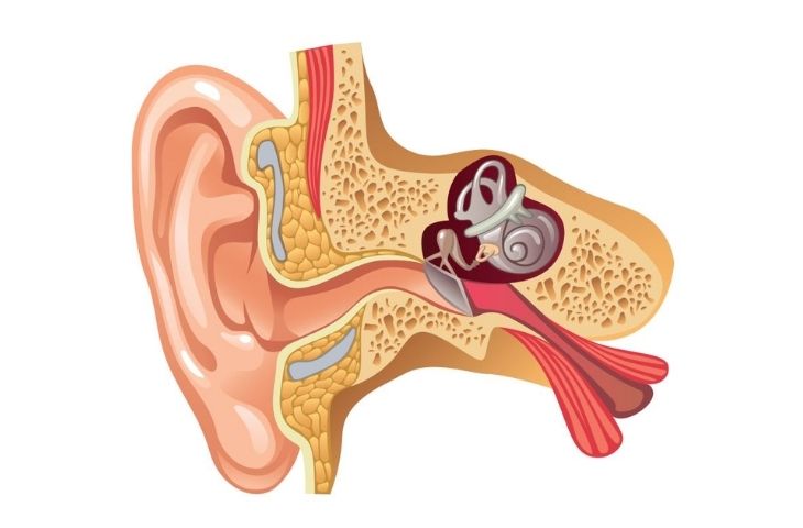 Ù Tai Phải: Nguyên Nhân, Triệu Chứng và Điều Trị