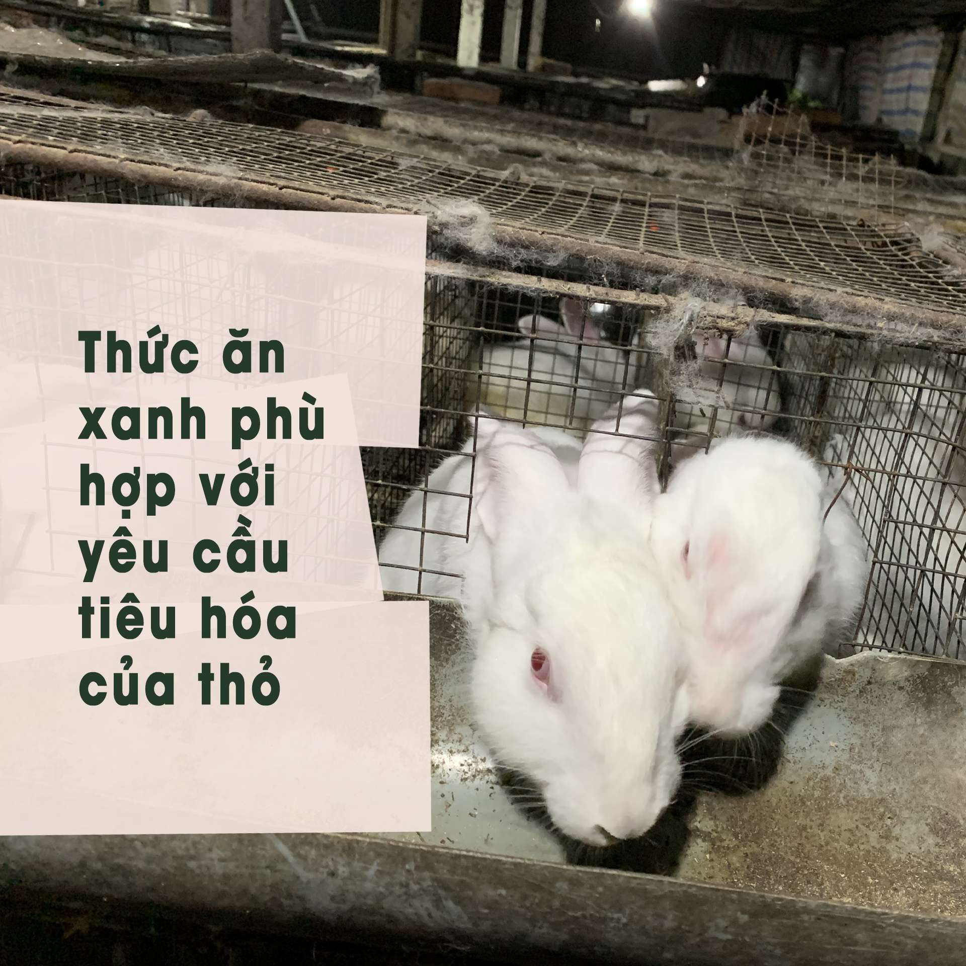 Thỏ ăn rau ướt có sao không? Gallery 1