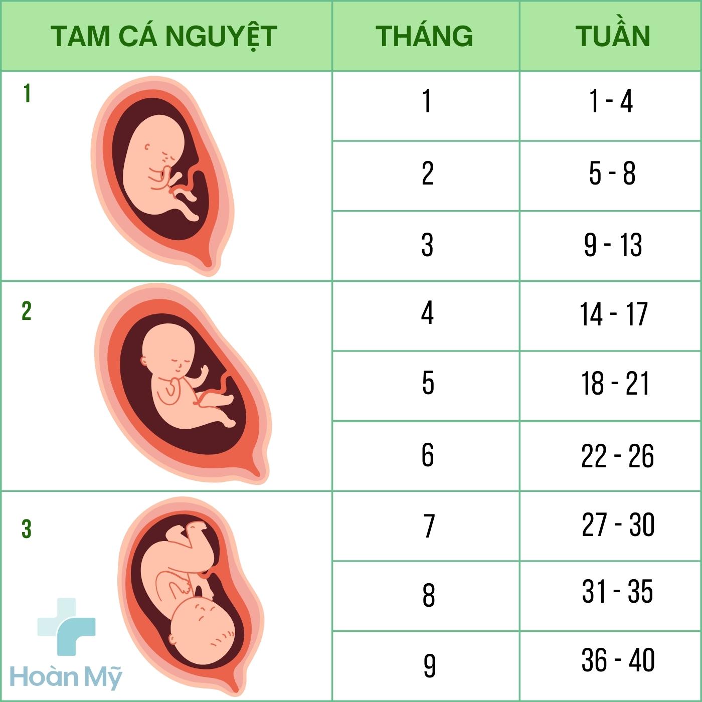 Tam cá nguyệt thứ 3 từ tuần bao nhiêu? Gallery 1