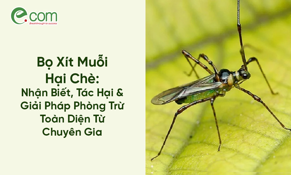 Thuốc Đặc Trị Bọ Xít Muỗi Hiệu Quả, An Toàn Gallery 1