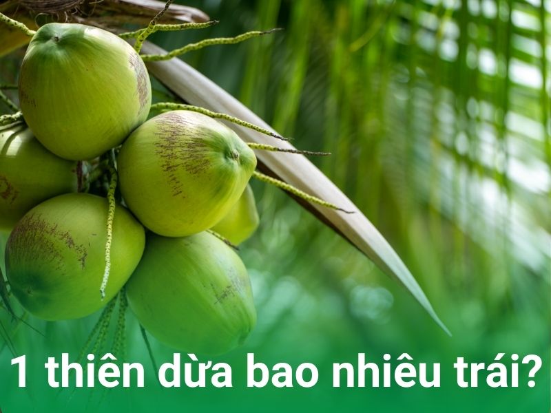 1 Chục Dừa Bao Nhiêu Trái? Gallery 1