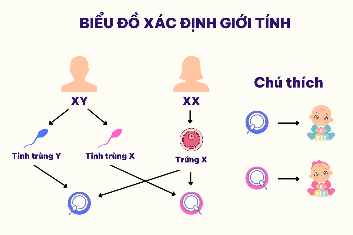 Que Thử Kiềm Sinh Con Trai: Sự Thật Và Sự Thuyết Phục Gallery 1