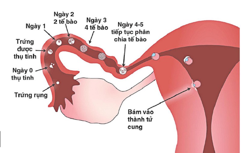 Nuốt tinh trùng có thai hay không? Gallery 1