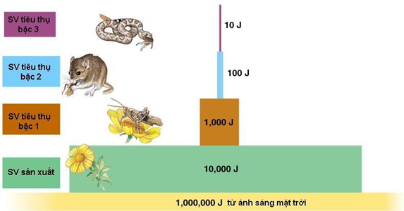 Hiệu suất sinh thái là gì?