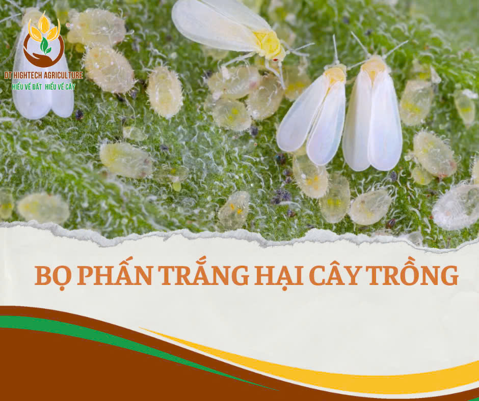 Thuốc Trị Bọ Phấn Trắng Hiệu Quả Gallery 1