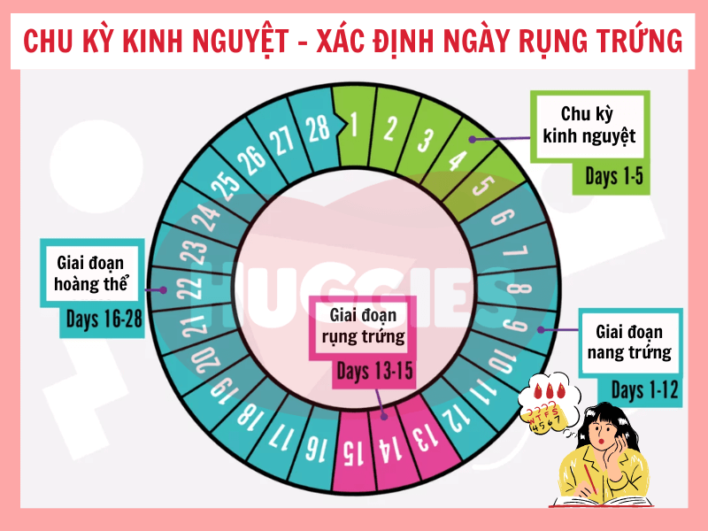Thử que rụng trứng khi nào? Gallery 1