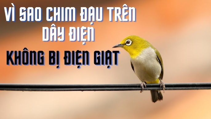 Tại sao chim đậu trên dây điện không bị giật? Gallery 1