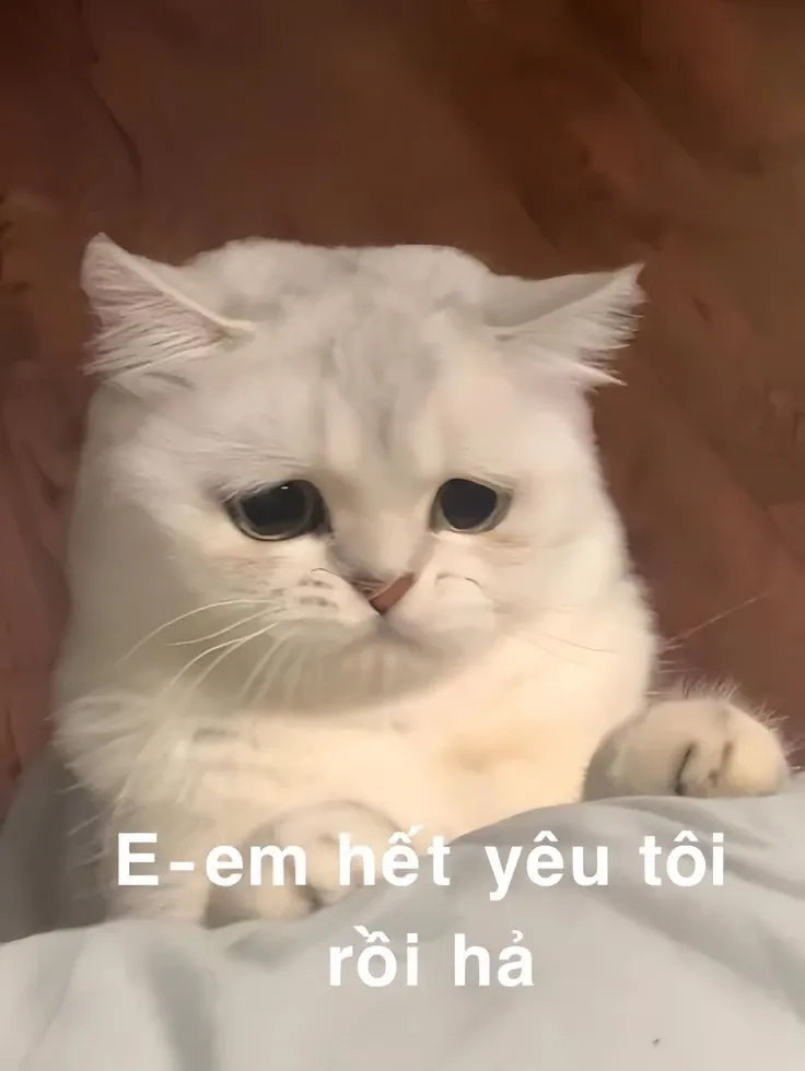 Đơn Xin Lỗi Meme: Hướng Dẫn Chi Tiết và Mẫu Tham Khảo Gallery 1
