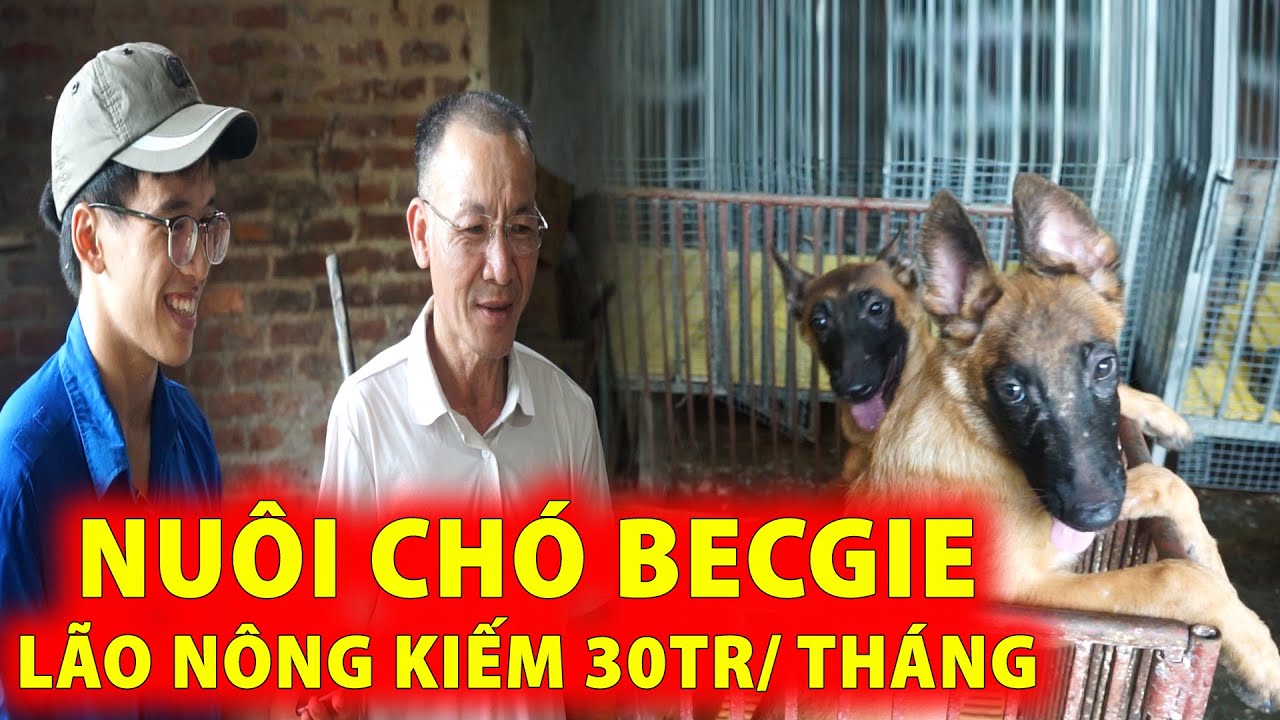 Chó Becgie Chơi Người: Tìm Hiểu Về Tính Cách Và Cách Huấn Luyện Gallery 1