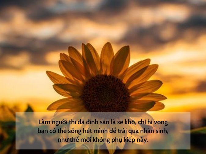 STT Lòng Người Bạc Bẽo: Những Câu Nói Hay Về Sự Phản Bội Và Thất Vọng Gallery 1