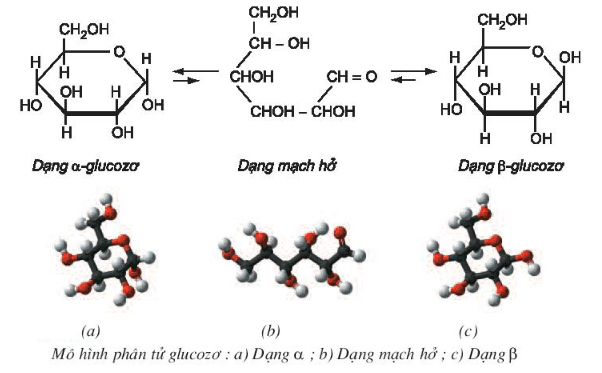 C6H12O6 → C2H5OH + CO2: Phản ứng lên men Glucose Gallery 1