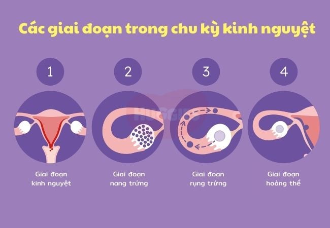 Trứng rụng bên trái hay phải? Gallery 1