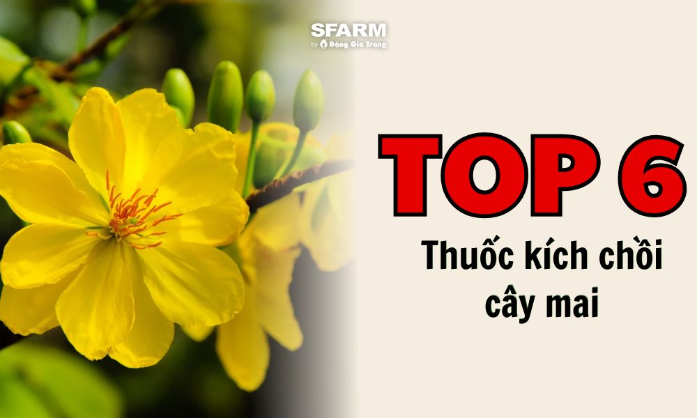 Thuốc Kích Chồi Cây Mai - Bí quyết cho mùa mai nở rộ Gallery 1